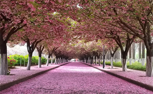 南校樱花路.jpg